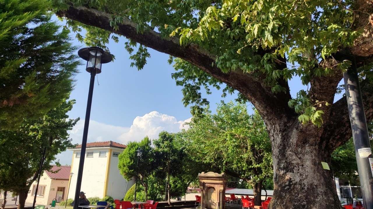 Osmaniye’de Asırlık Çınar Gölgesiyle Vatandaşlara Nefes Oldu (6)