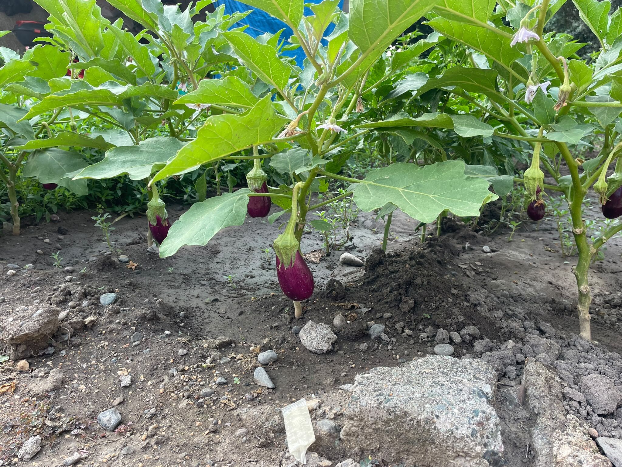 Osmaniye'de Bahçesini Doğal Pazara Dönüştürdü