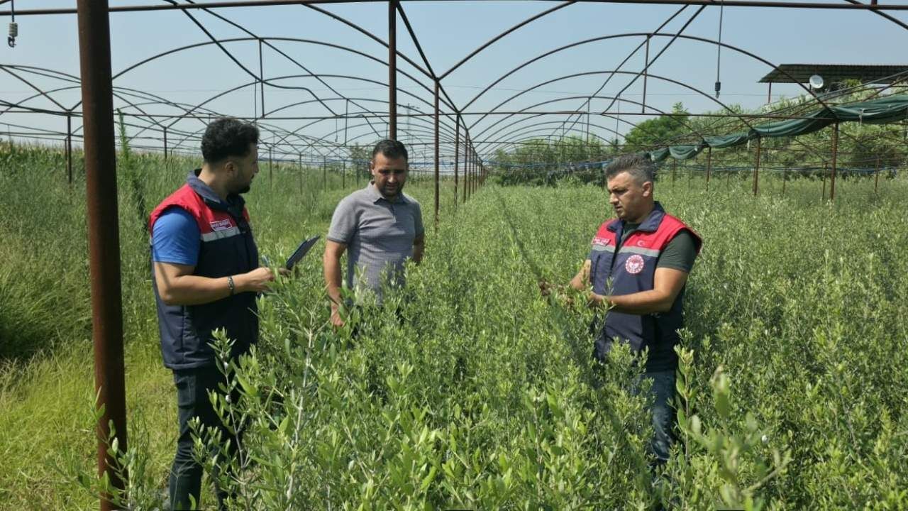 Osmaniye'de Bitki Pasaportu Denetimi