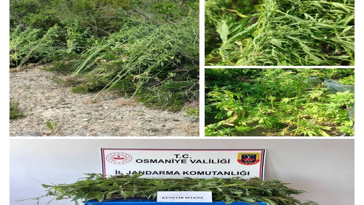 Osmaniye'de Jandarmadan Dev Operasyon! 164 Şüpheli Yakalandı, Cephanelik Ele Geçirildi (2)