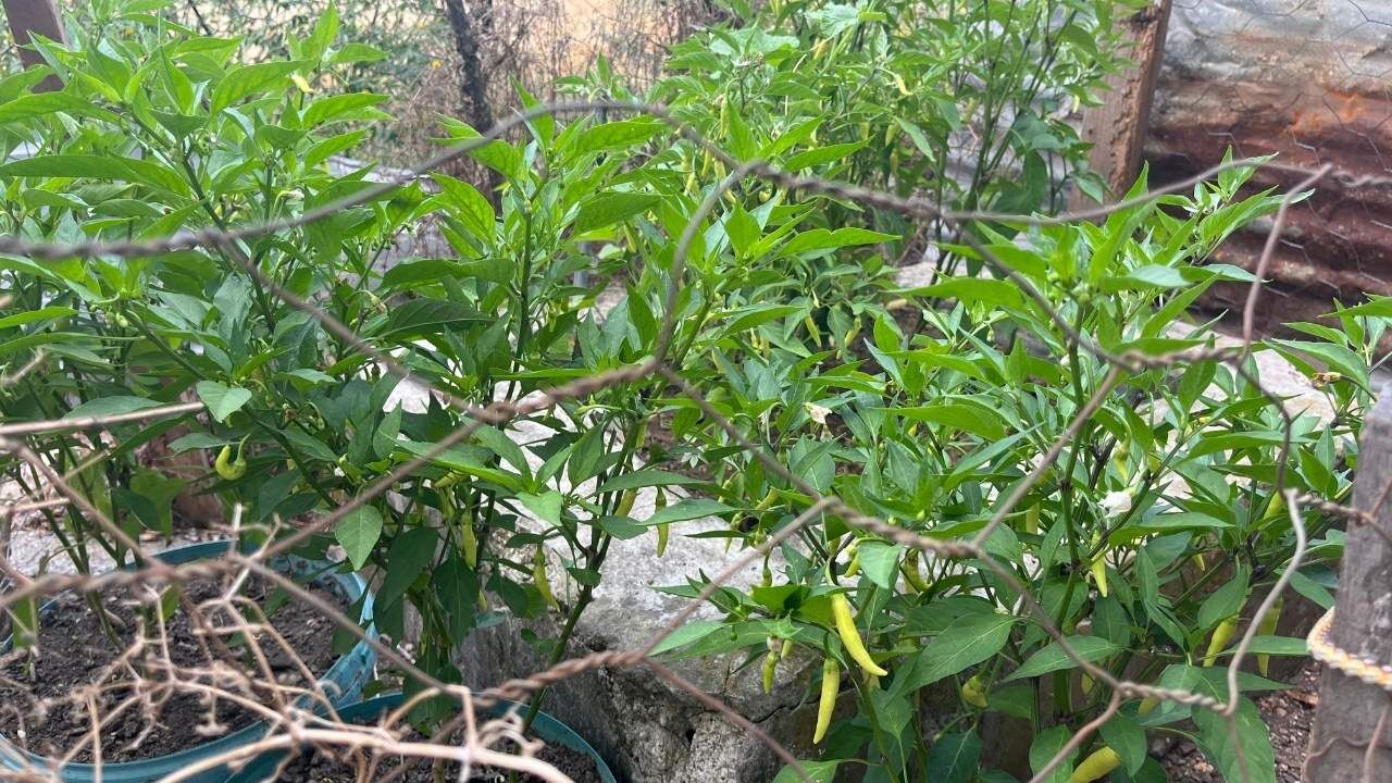 Osmaniye'de Kilim Dokuyan Eller Şimdi Toprağı Bereketlendiriyor! (1)