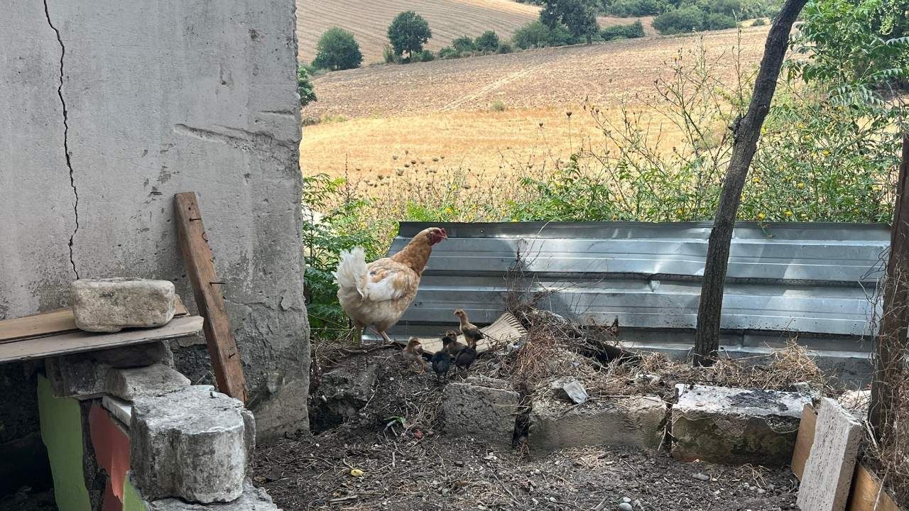 Osmaniye'de Kilim Dokuyan Eller Şimdi Toprağı Bereketlendiriyor! (4)
