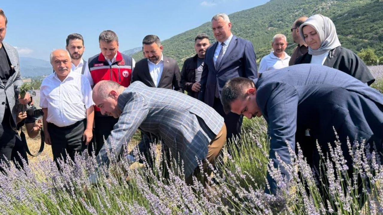 Osmaniye'de Lavanta Bahçesinin Geliri Sma Hastası Uygur'a Umut Olacak! (3)