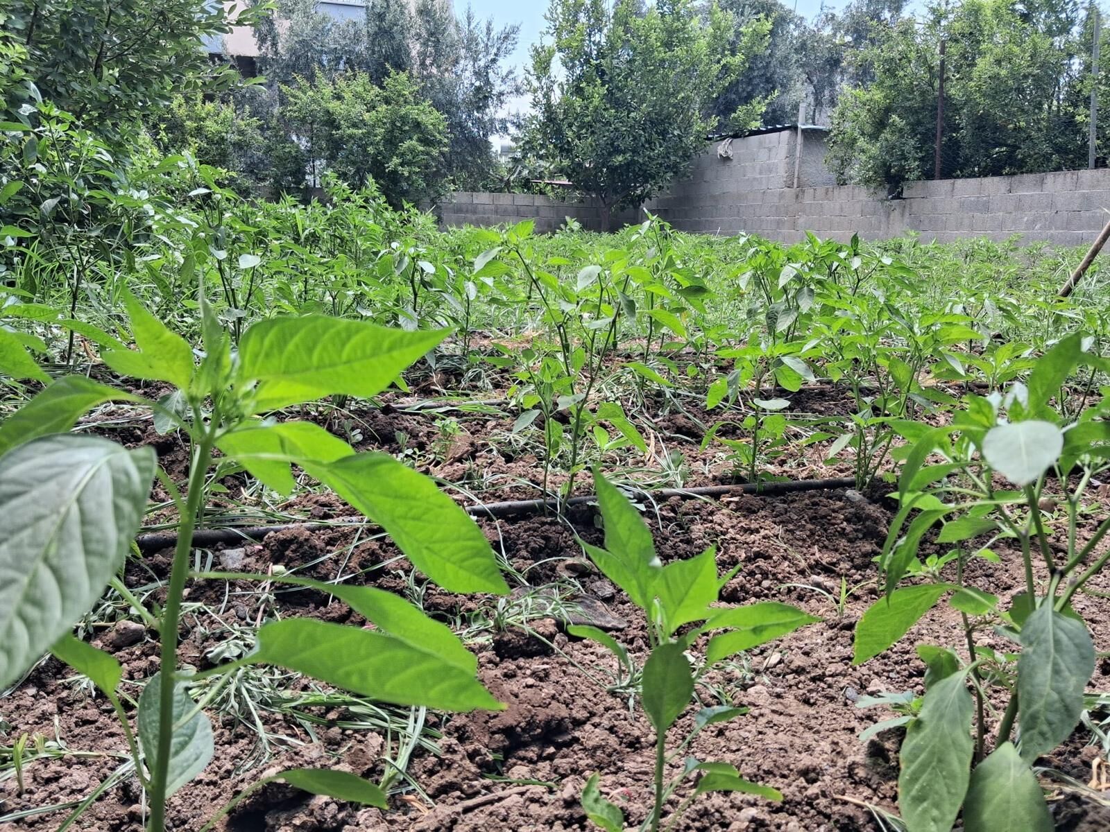 Osmaniye'de Şehir Hayatına Meydan Okuyan Bahçe1