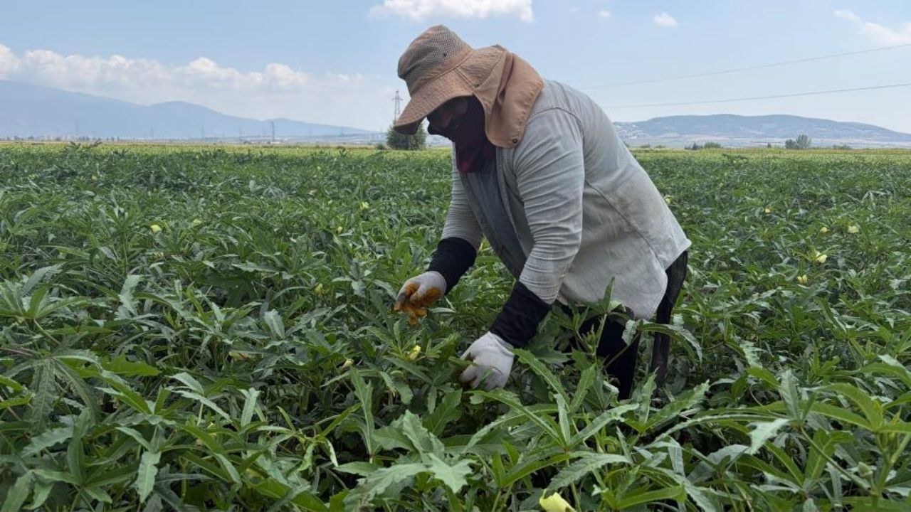 Osmaniye’de Sezonun İlk Bamya Hasadı Başladı (1)