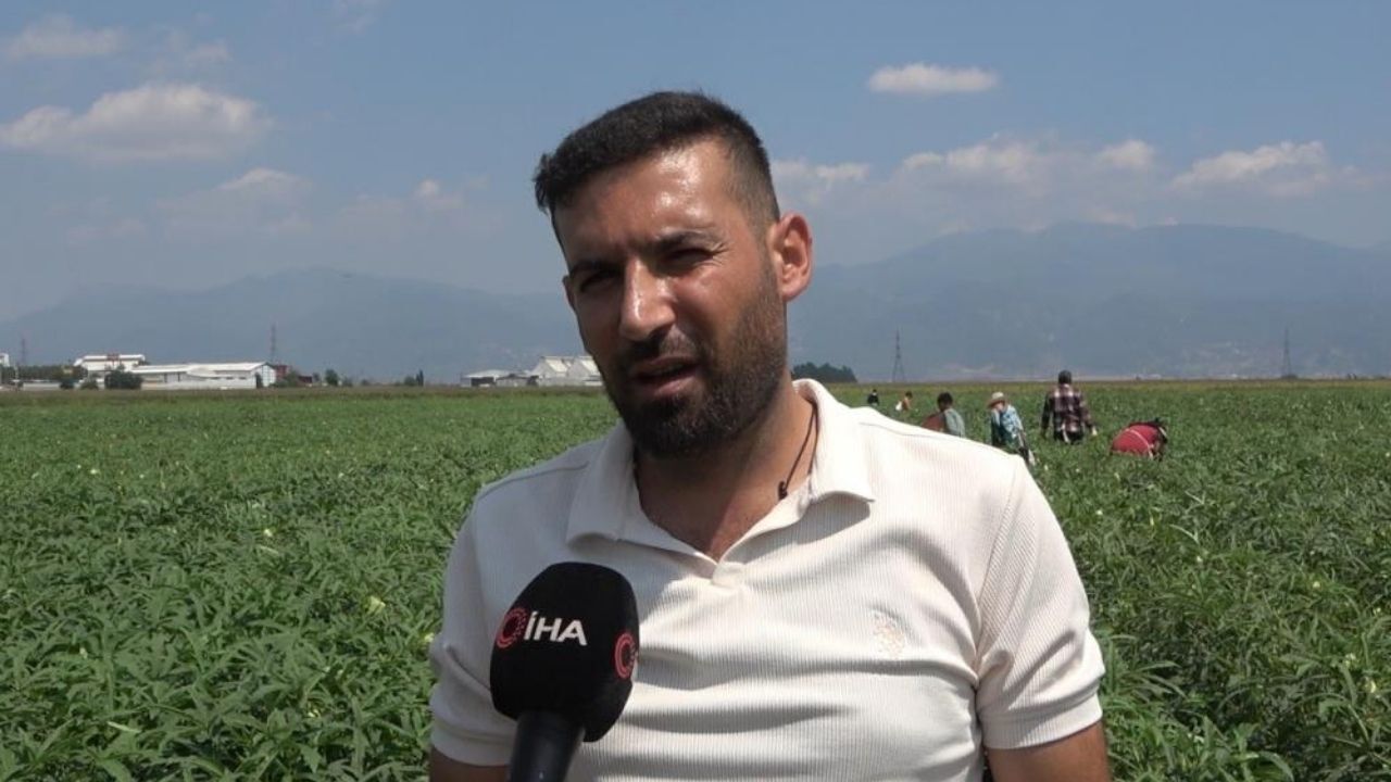 Osmaniye’de Sezonun İlk Bamya Hasadı Başladı (4)
