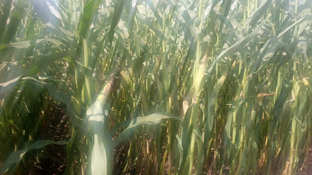 Osmaniye'de Silajlık Mısır Hasadı Başladı! Üreticiden 'Güneş' Vurgusu (1)