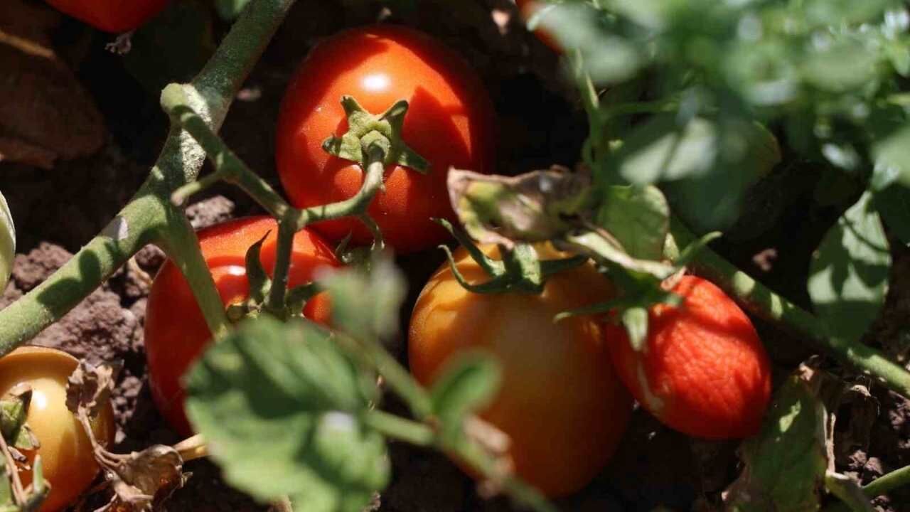 Tarlada 15 Tl Tezgahlarda 30 Tl Domateste Fiyat Farkı (2)