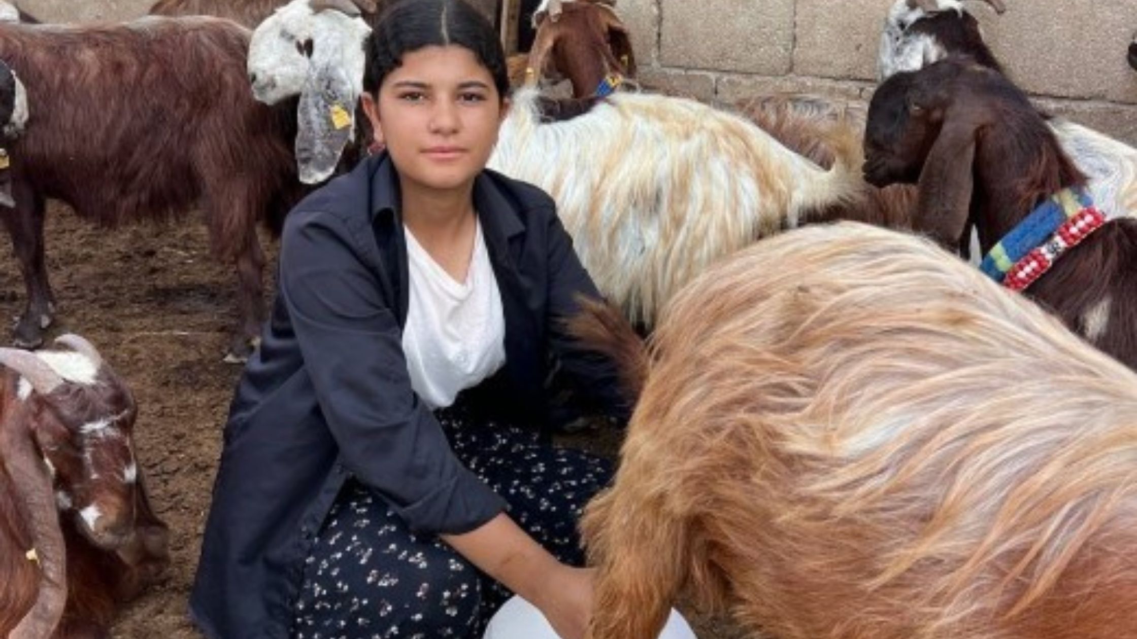 Babasının Iş Yükünü Hafifletmek Isteyen Genç Kız Keçi Sayısını 30'A Çıkardı (2)