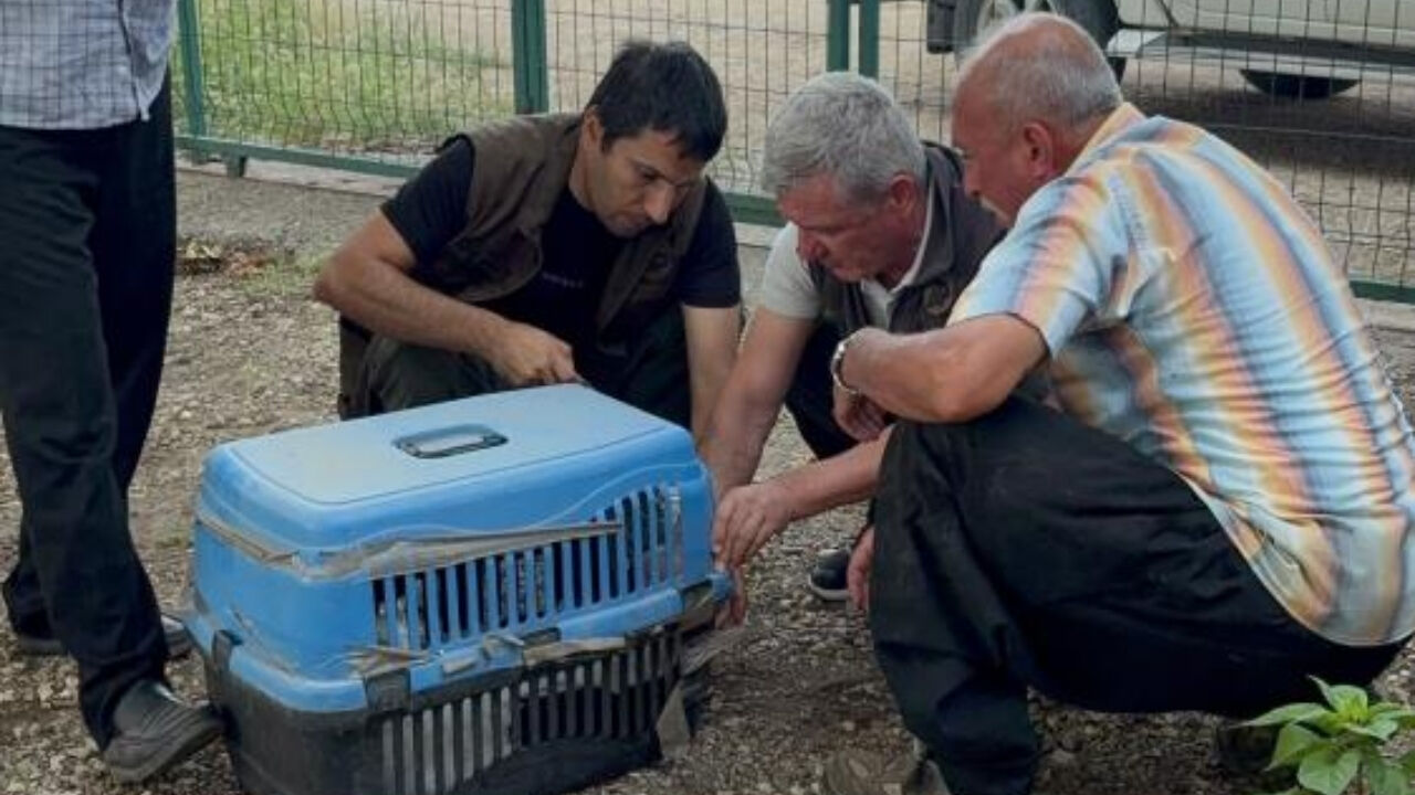 Evinin Önüne Düşen Leyleğe Pansuman Yaptı, Ekiplere Teslim Etti (1)