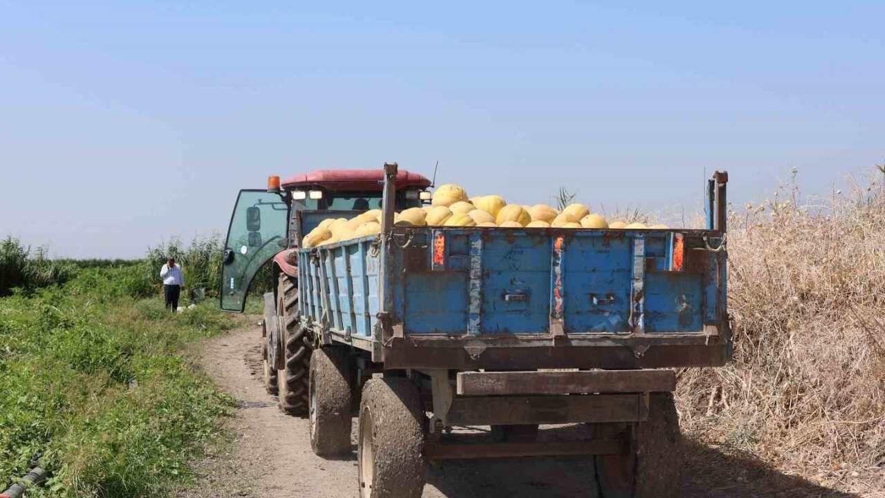 Hatay Büyükşehir Belediyesi Üreticiden Aldığı Yüz Ton Kavun Dağıttı (1)