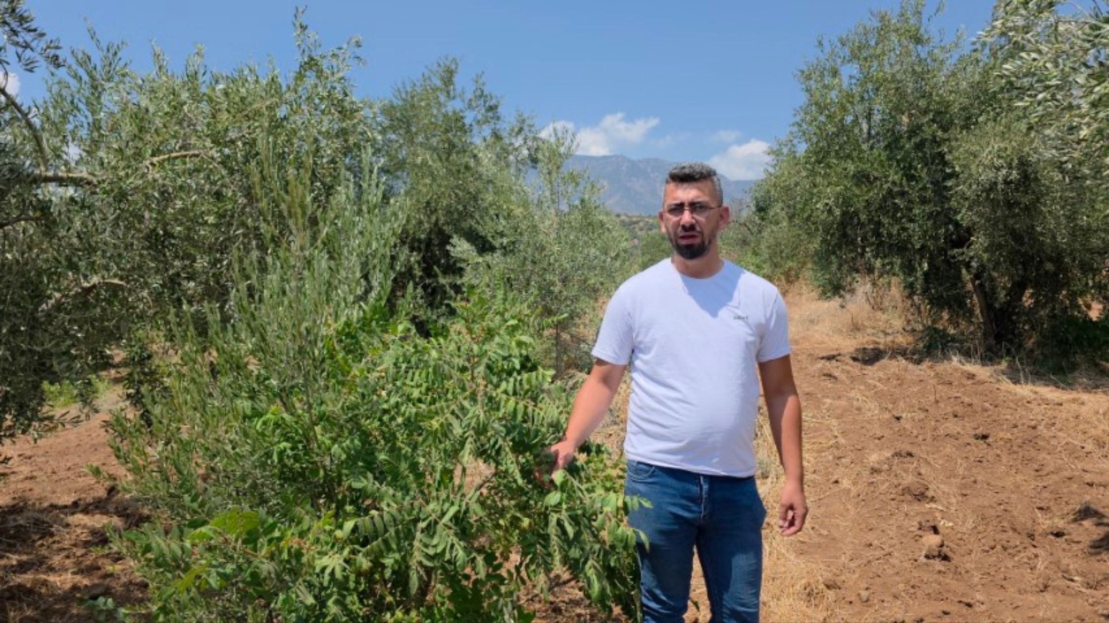 Hatay Hassa'da Sumağımı Kim Neden Topladı Kavgası Nasıl Başladı (2)