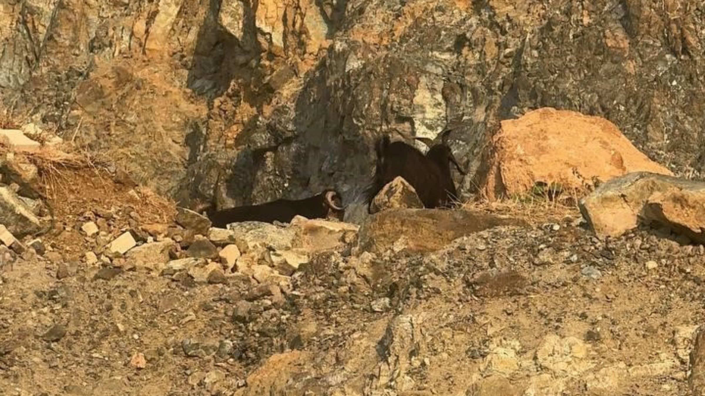 Hatay Samandağ'daki Dağlık Alanda Inatçı Keçiler Mahsur Kaldı (2)