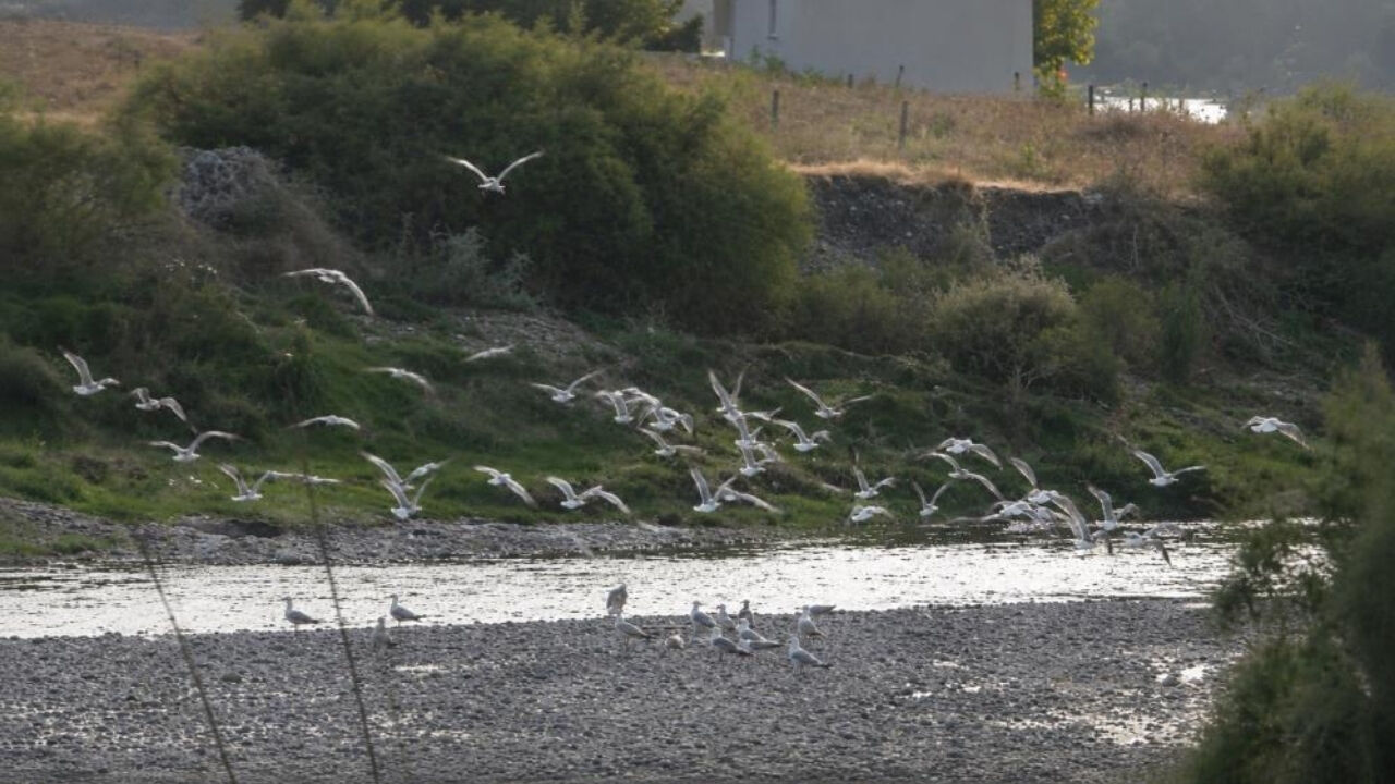 Murat Kurum Bey Mahallesi’nin Kanatlı Misafirleri (2)