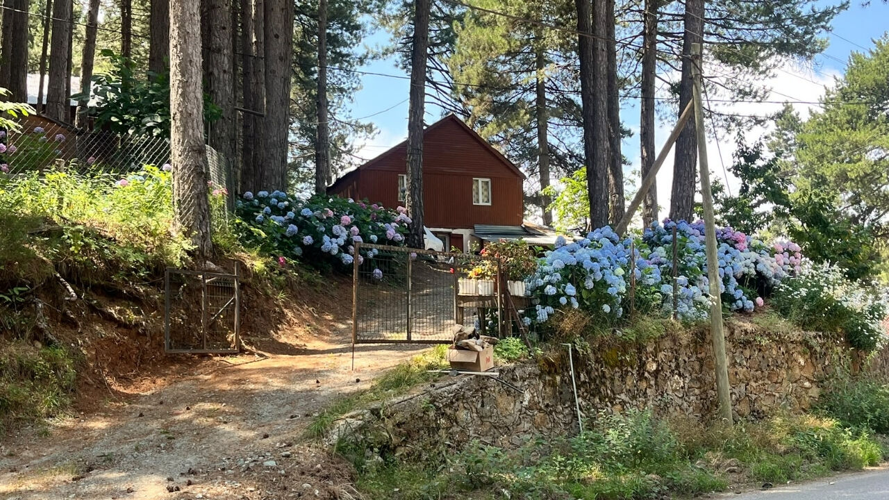 Ortanca Çiçeği (1)