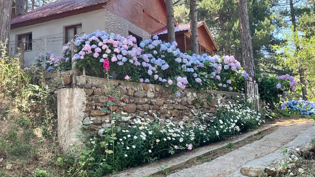 Ortanca Çiçeği (2)