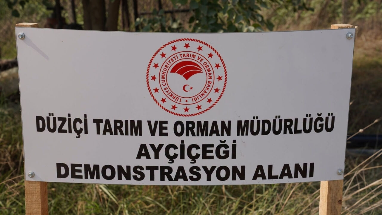 Osmaniye Düziçi’nde Örnek Ayçiçeği Projesi Meyvesini Verdi! (2)