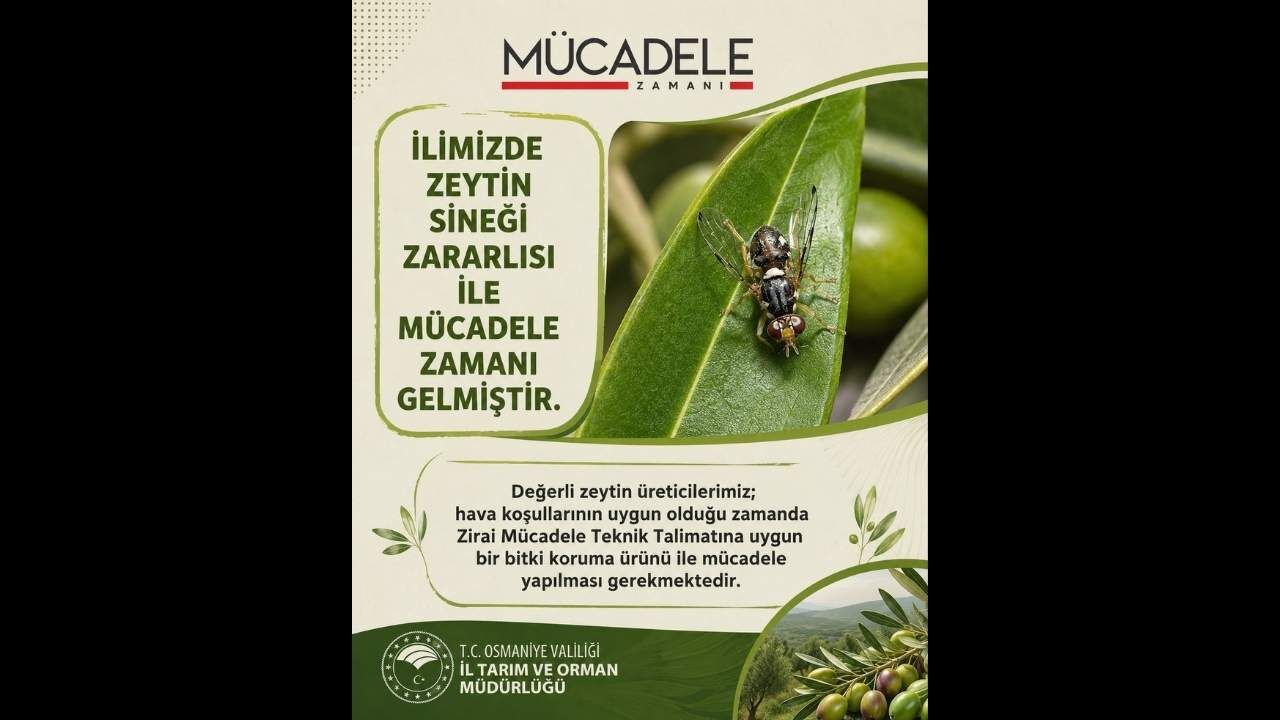Osmaniye İl Tarım Müdürlüğü Zeytin Sineği Uyarısı