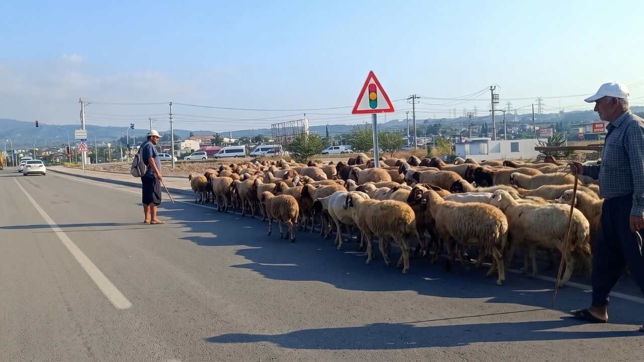 Osmaniye Trafiğinde Şaşırtan Manzara (2)