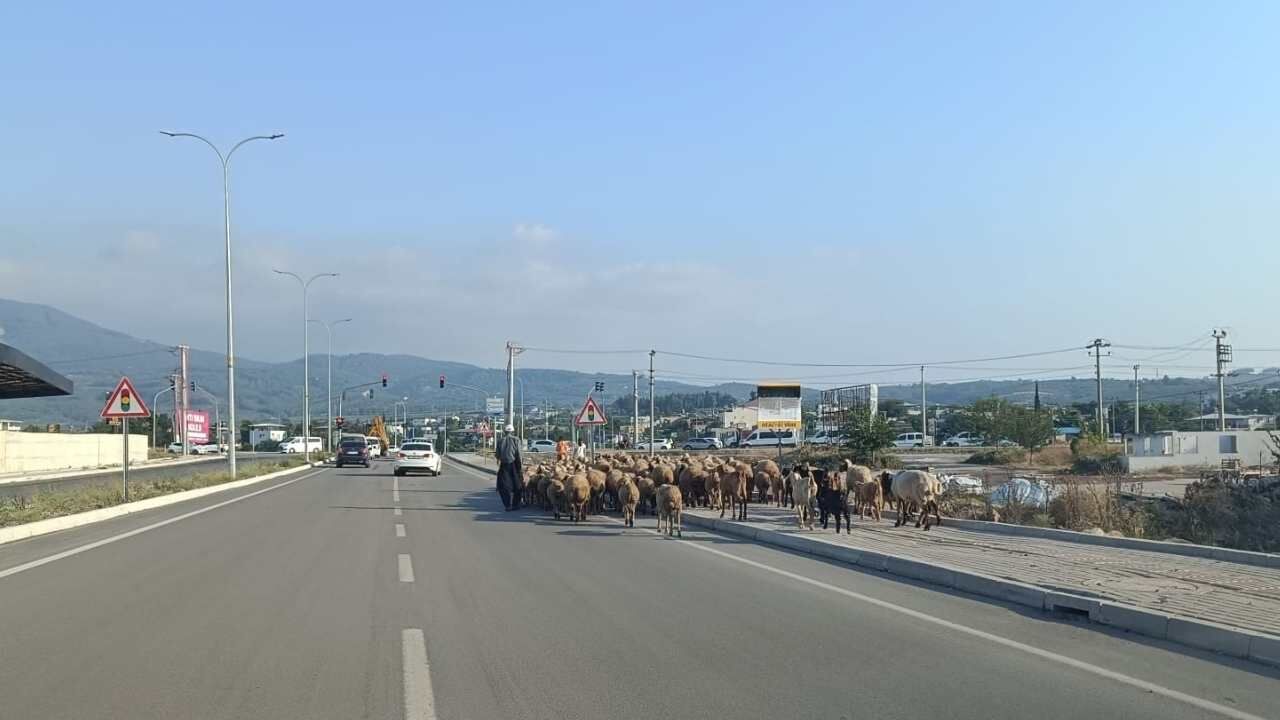 Osmaniye Trafiğinde Şaşırtan Manzara Ve Koyun Sürüsü (3)