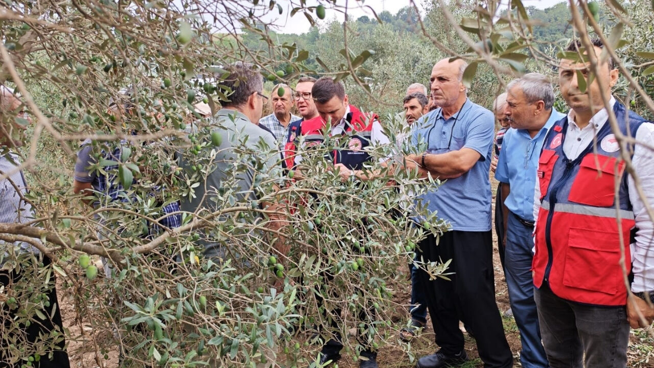 Osmaniye’de Dolu Felaketi! Tarım Ekipleri Zeytin Bahçeleri İçin Seferber Oldu