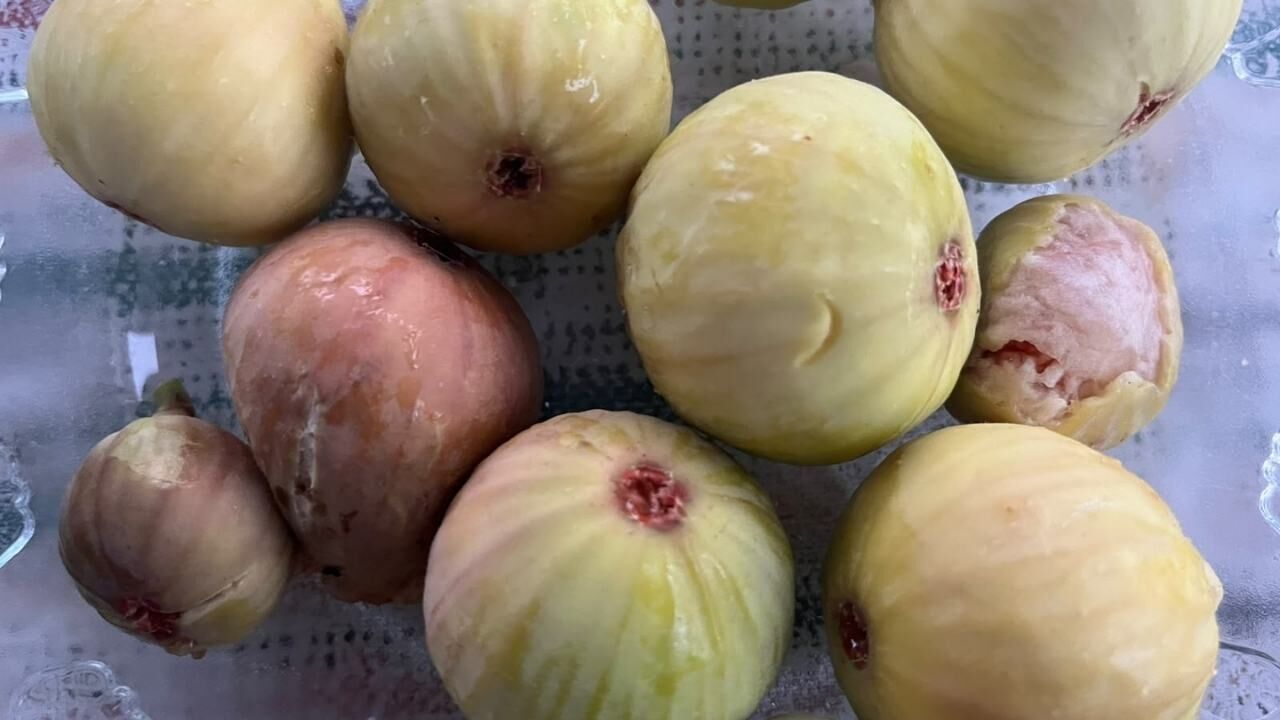 Osmaniye'de İlk İncirler Olgunlaştı! Yazın En Tatlı Lezzeti Sofralarda (3)