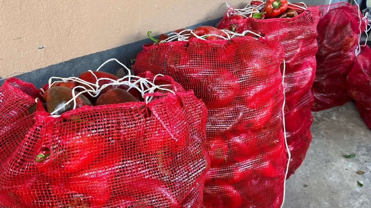 Osmaniye'de Salçalık Biber Kaç Tl