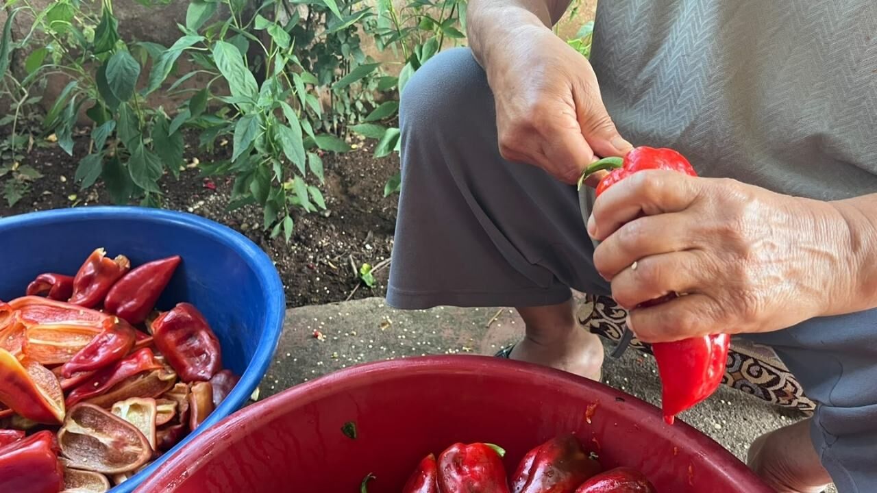 Osmaniye'de Salçalık Biber Sezonu Başladı (2)