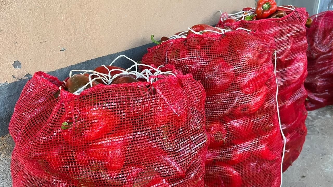 Osmaniye'de Salçalık Biber Sezonu Başladı (3)