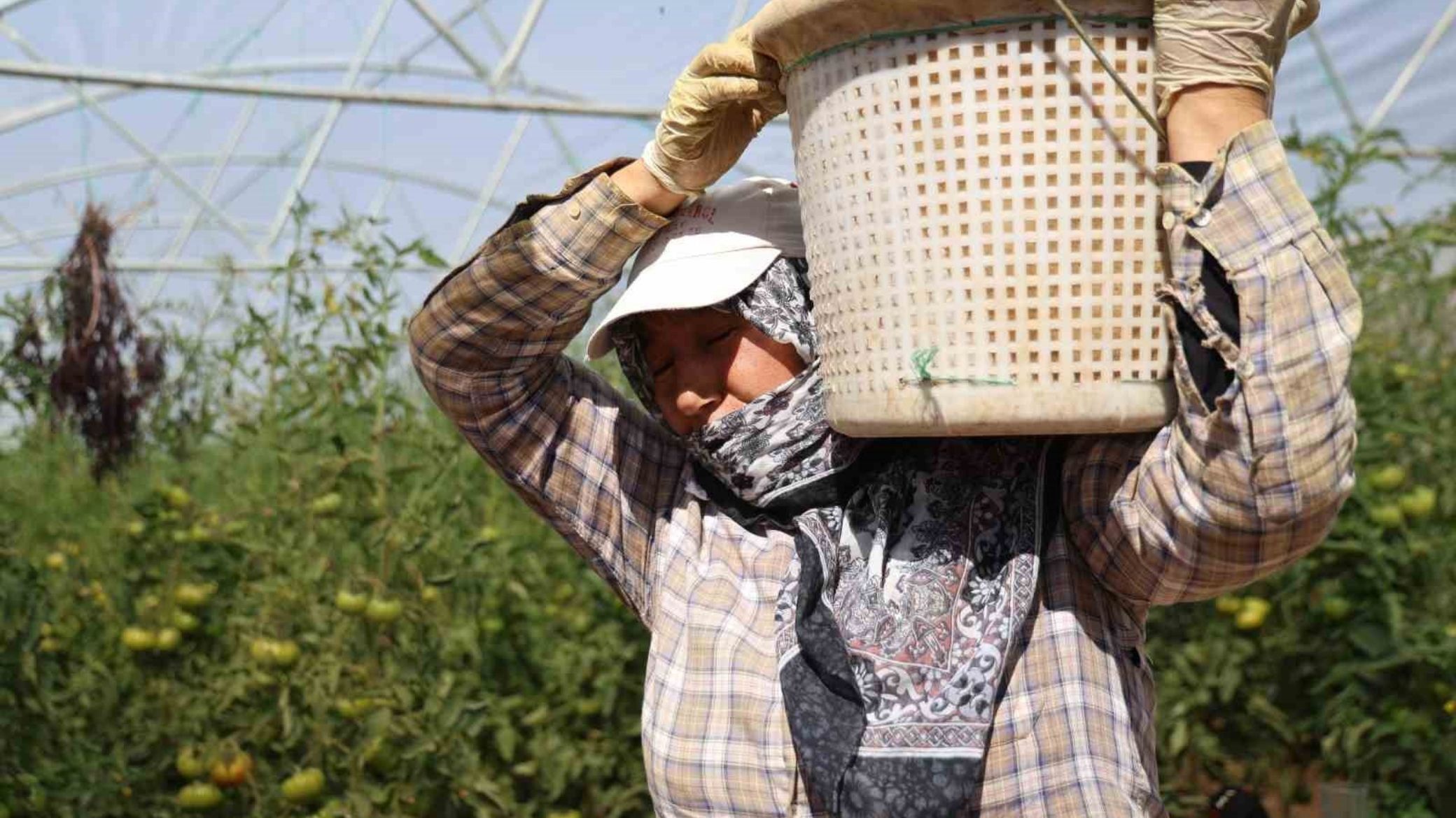 Saimbeyli Bin 500 Rakımda Tarımsal Üretim Başladı (2)