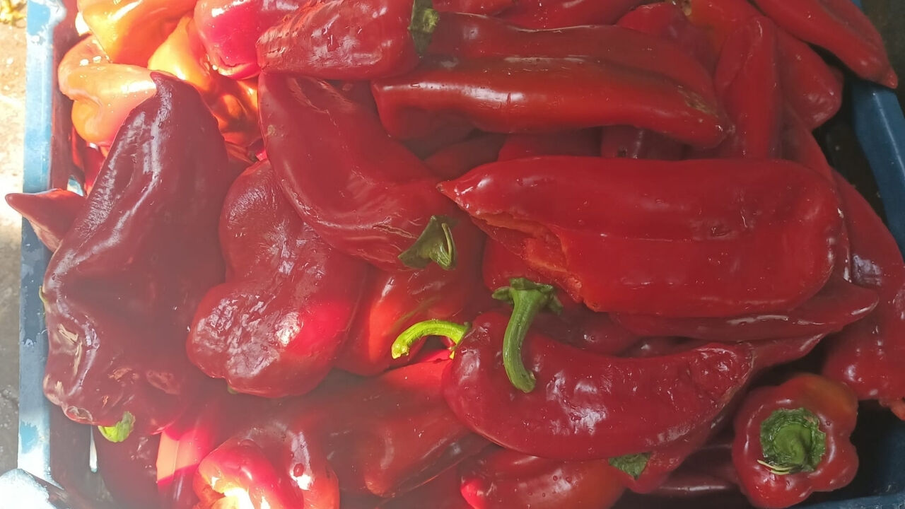 Salçalık Biber