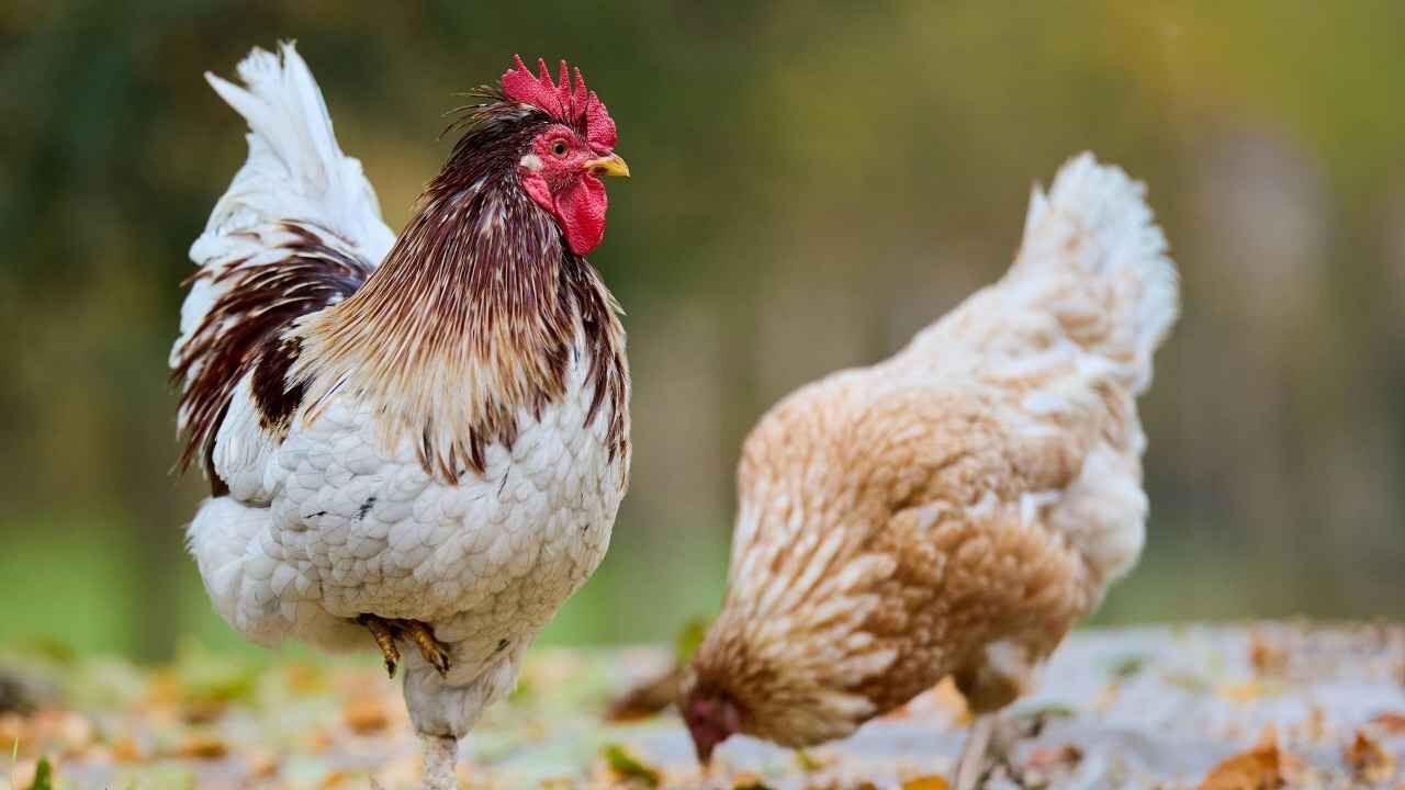 Tavuk Eti Ve Yumurtada Üretim (2)