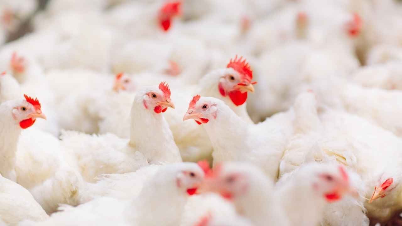 Tavuk Eti Ve Yumurtada Üretim (4)