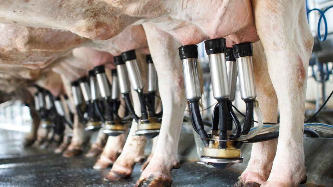 Tüik Süt Üretimi (2)