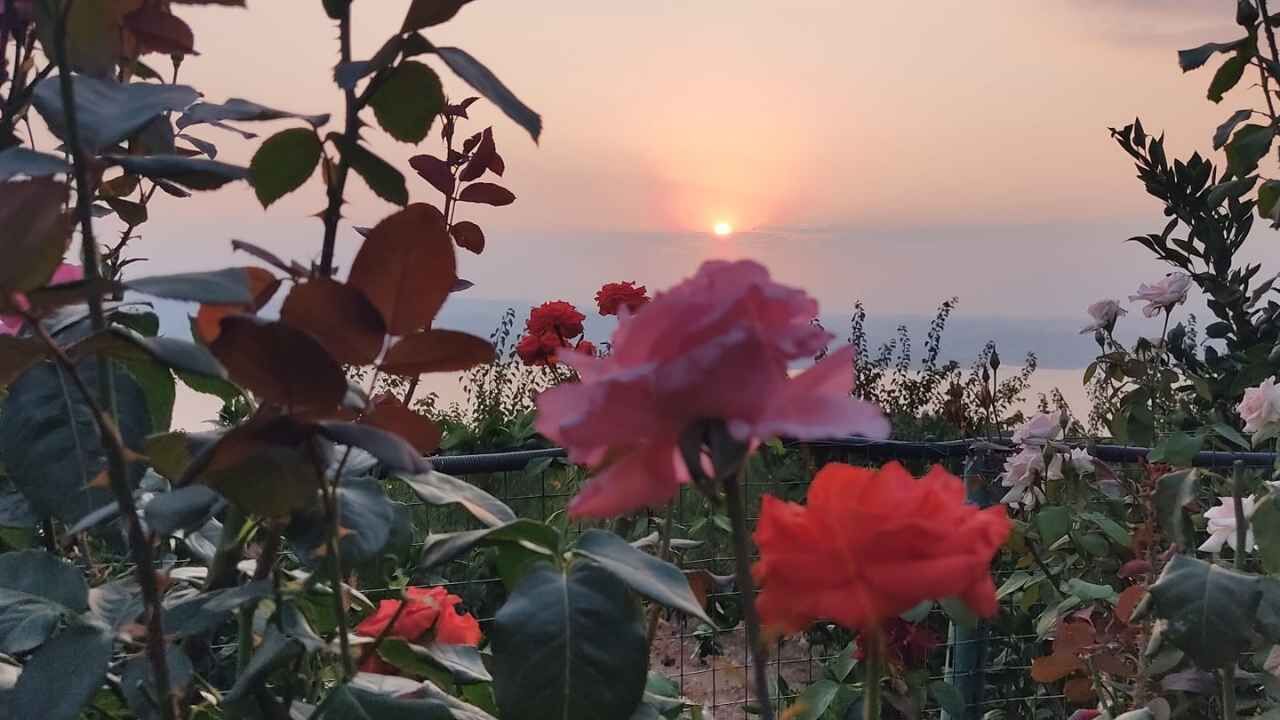 Düziçi Çerçioğlu (4)