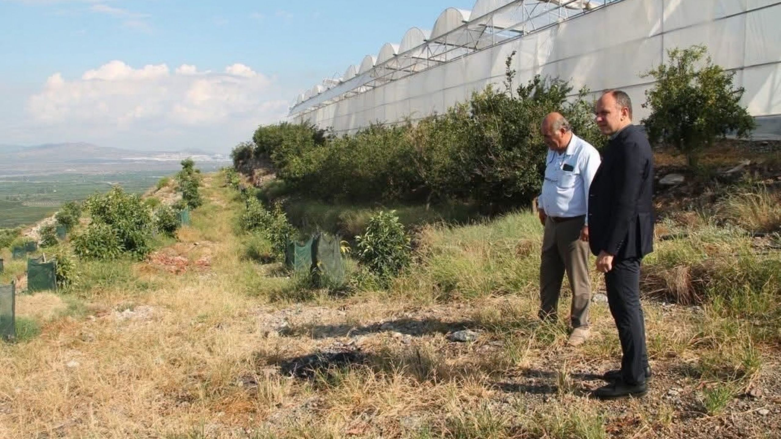 Erzin'de Avokado Ve Mango Üretimi Bölge Ekonomisine Nasıl Katkı Sağlıyor (1)