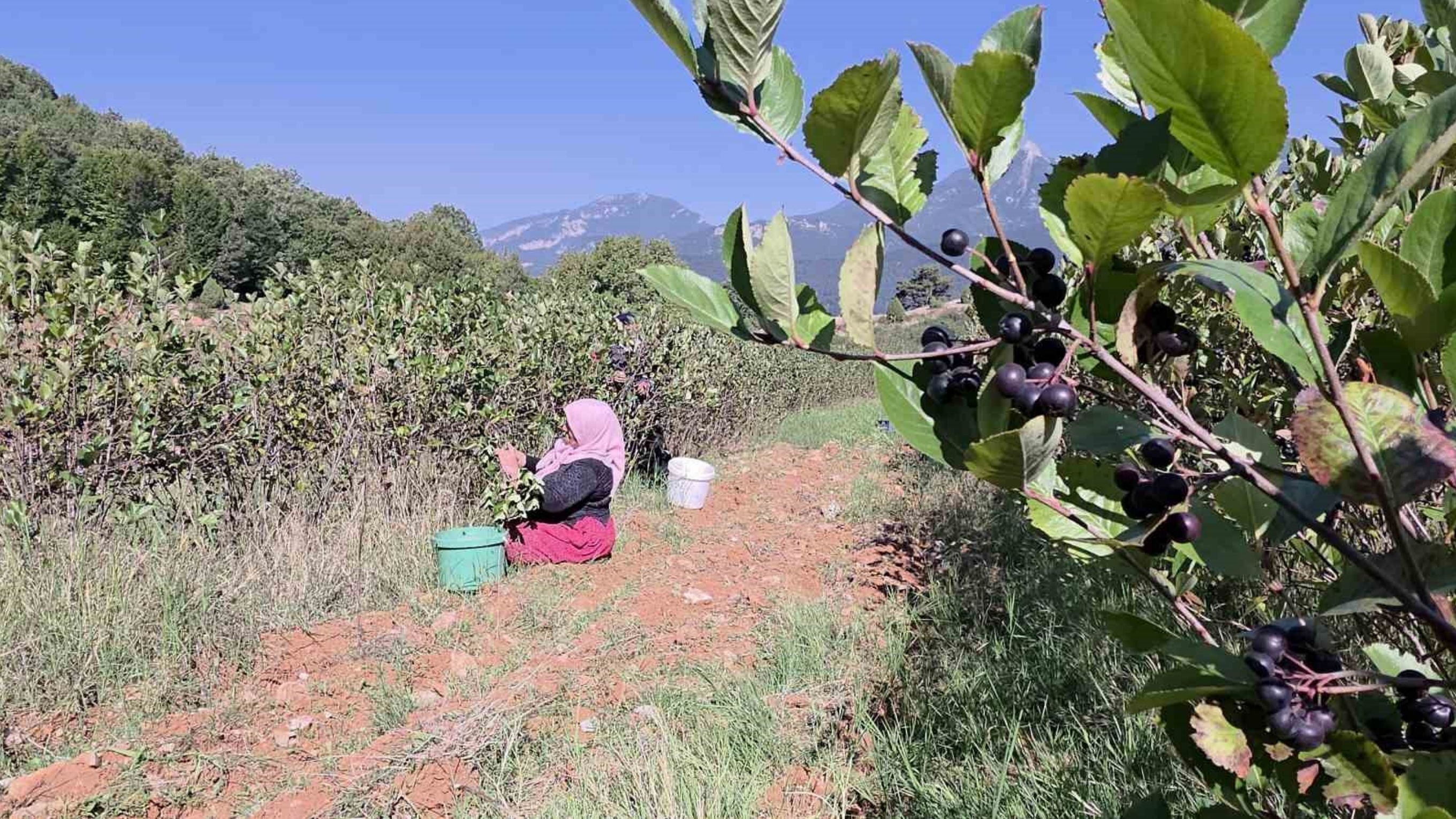 Hatay Amanos Dağlarında Aronya Hasadı Neden Bu Kadar Değerli