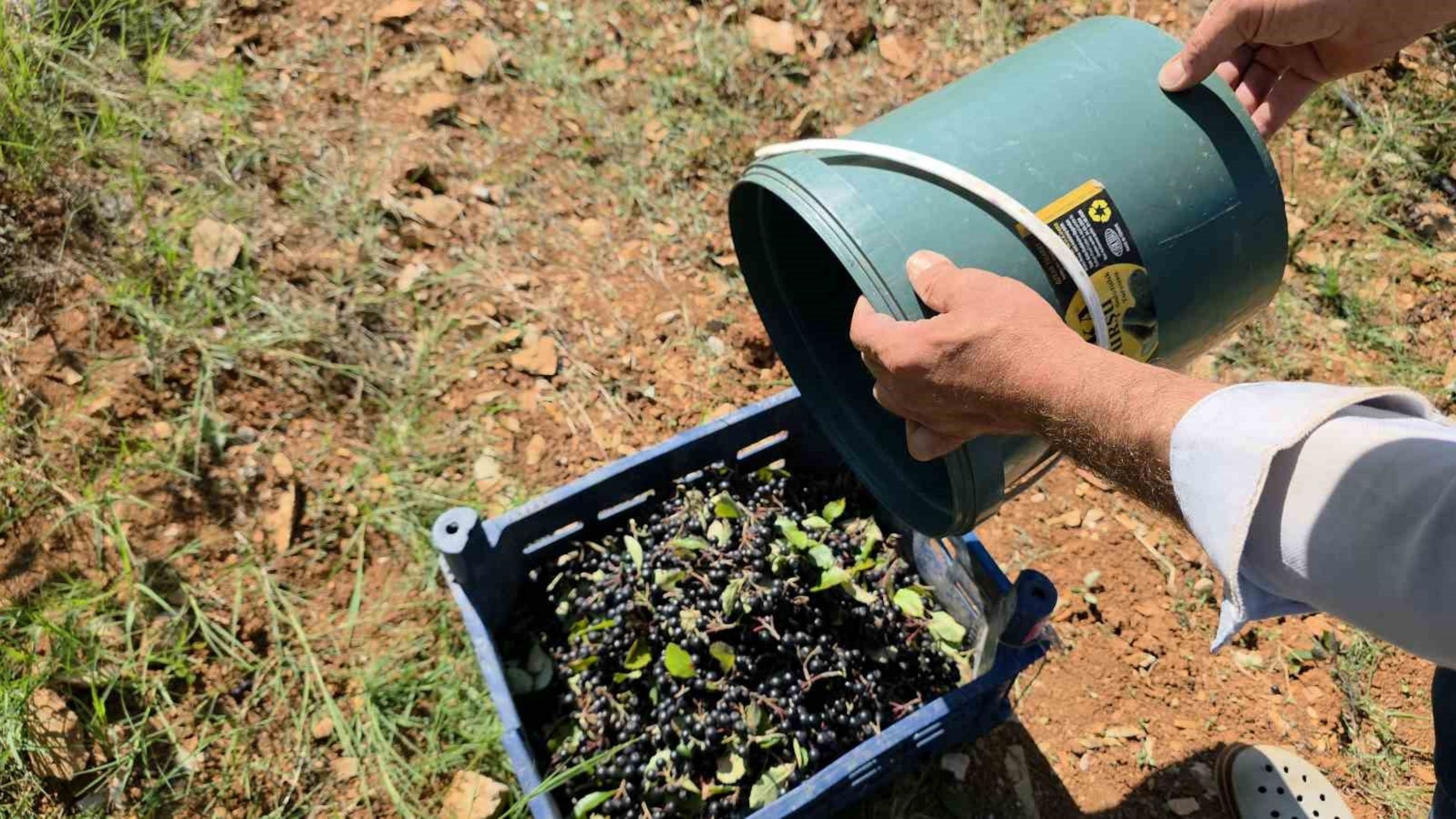 Hatay Amanos Dağlarında Aronya Hasadı Neden Bu Kadar Değerli (2)