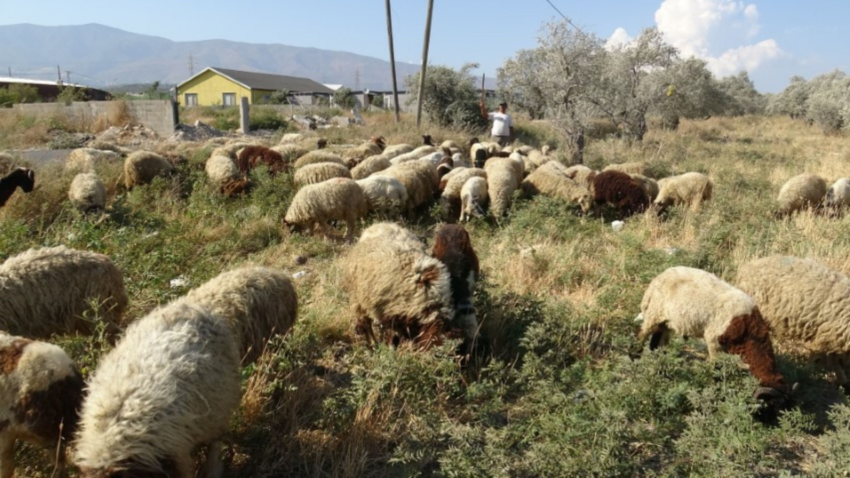 Hatay'da 80 Bin Tl Maaşa Rağmen Neden Çoban Bulunamıyor (1)