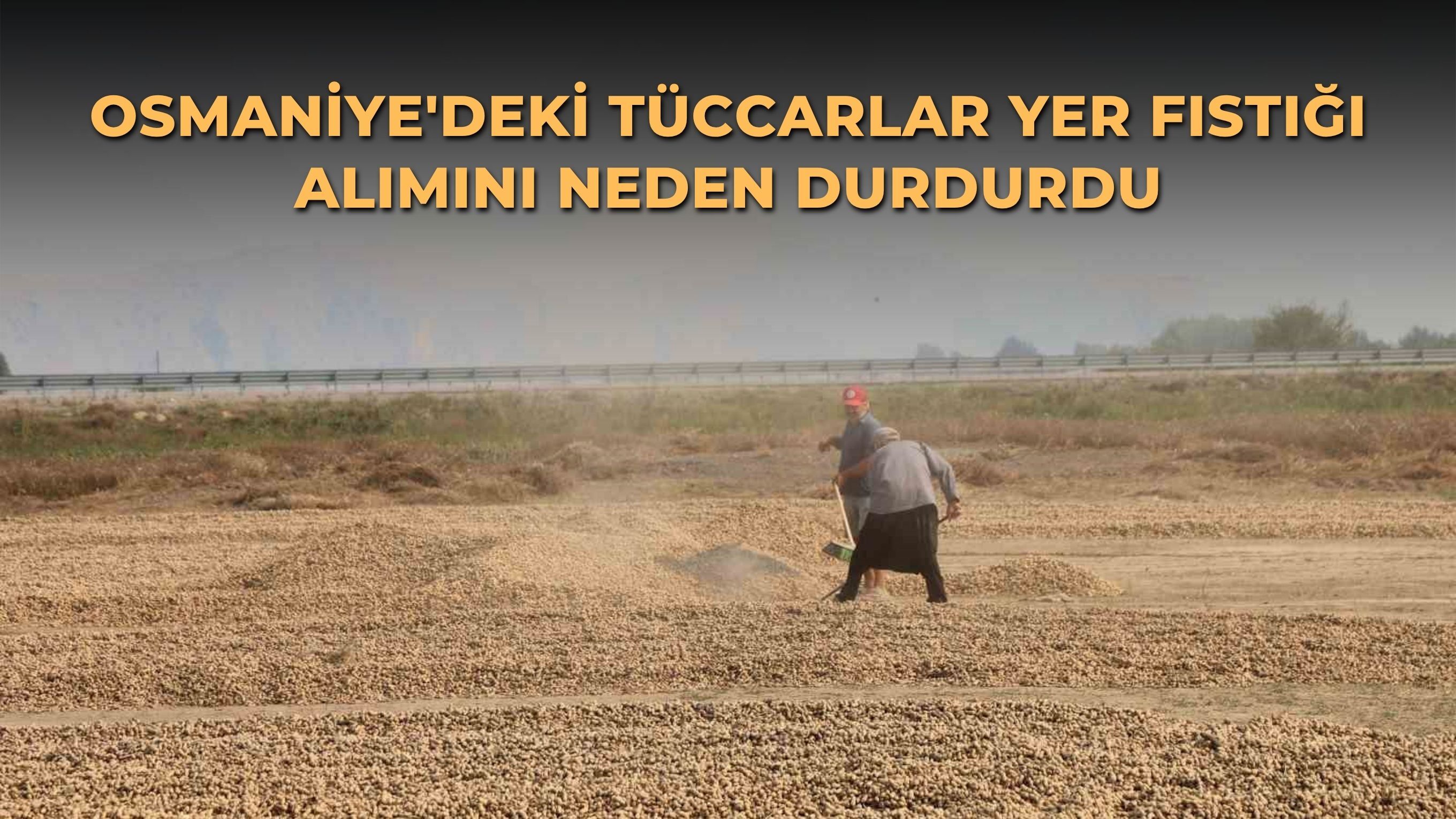 Osmaniye'deki tüccarlar yer fıstığı alımını neden durdurdu