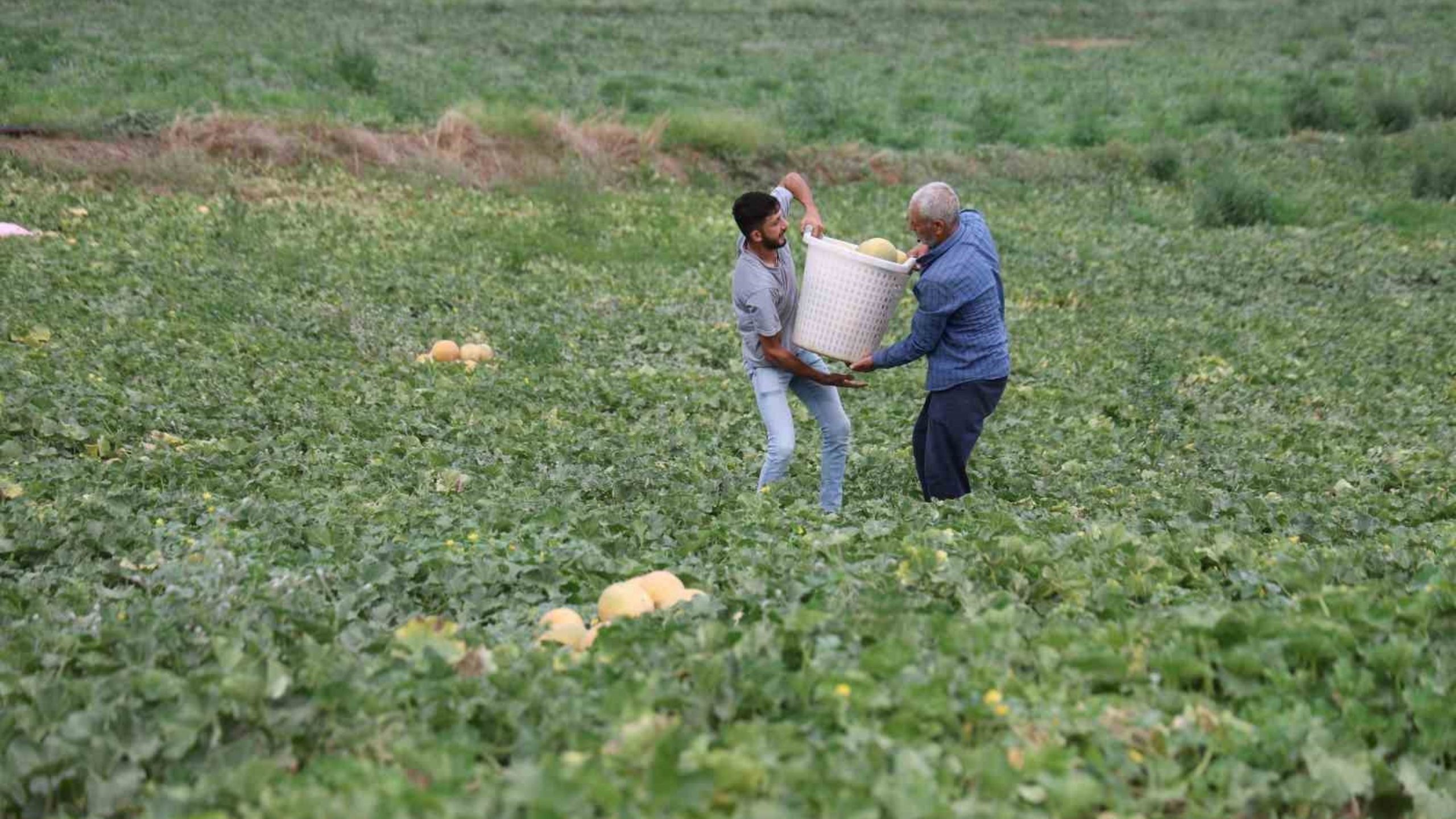 Tarladan Halka Doğrudan Kavun Satışı (1)