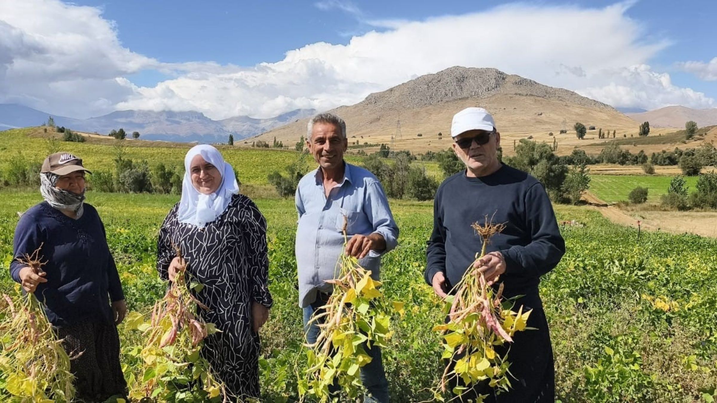 Tufanbeyli Coğrafi Işaretli Beyaz Kuru Fasulye Hasadı Gerçekleşiyor (1)