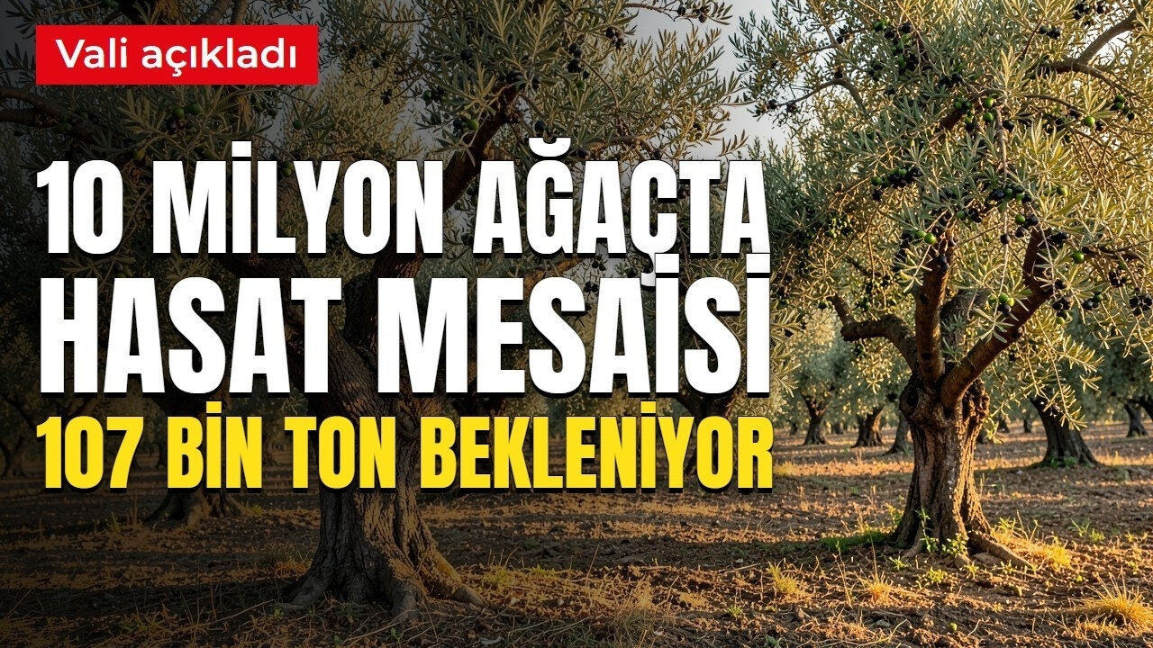 10 Milyon Ağaçta Hasat Mesaisi. Bu Yıl 107 Bin Tonun Üzerinde Rekolte Bekleniyor-2