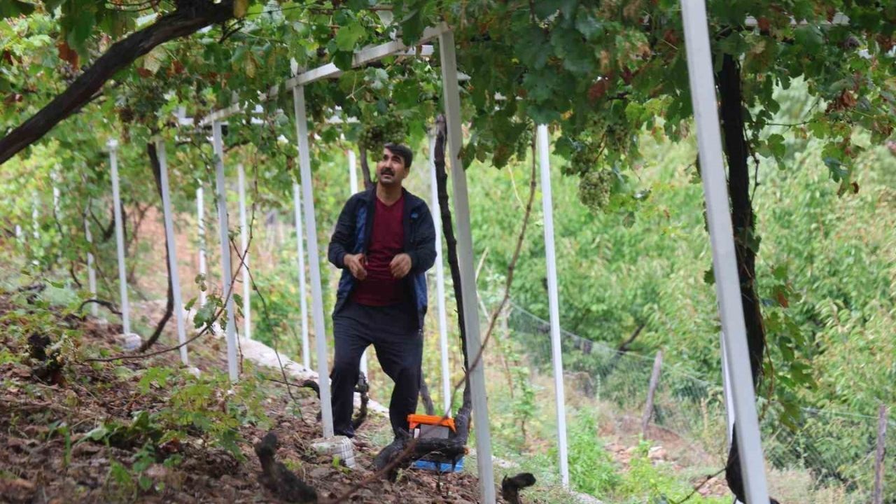 Adana Saimbeyli'de Bin 200 Rakımda Pekmez Mesaisi Nasıl Yürütülüyor (2)