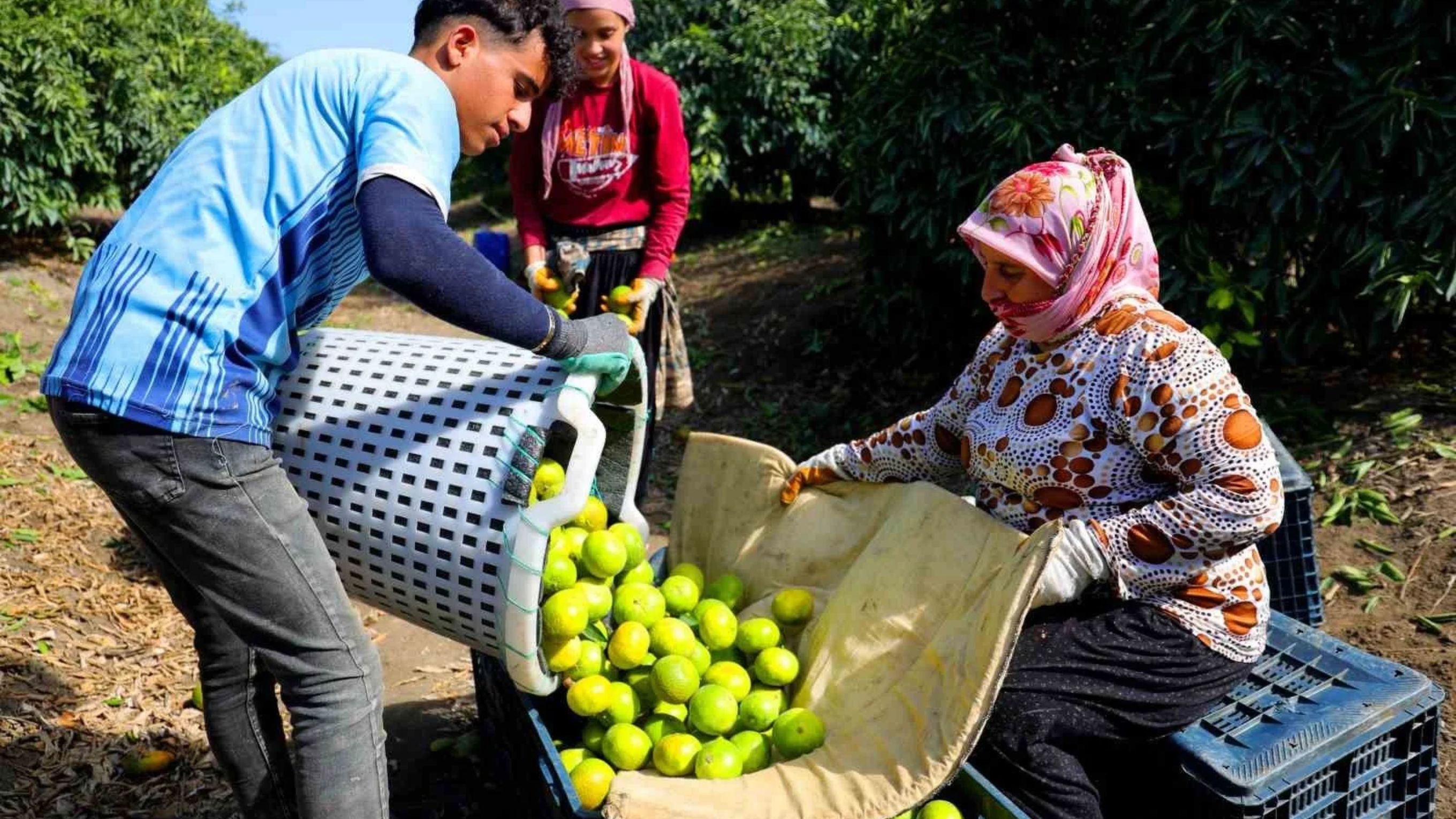 Adana'da 2026 Yılı Mandalina Hasadı Ne Zaman Ve Hangi Fiyatlarla Başladı