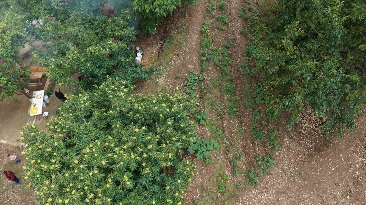 Bin 200 Rakımda Kestane Üretiminde Yüksek Verim (2)