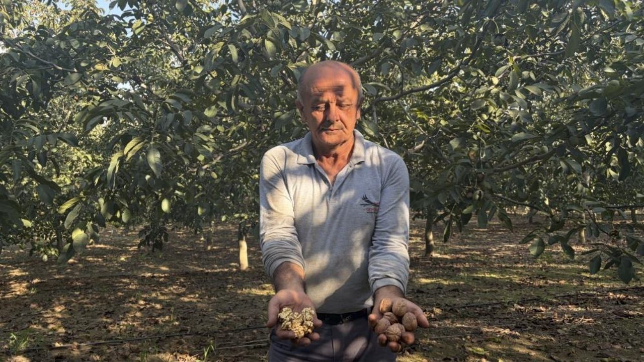 Çukurova’nın Yeni Gelir Kapısı Ceviz (1)