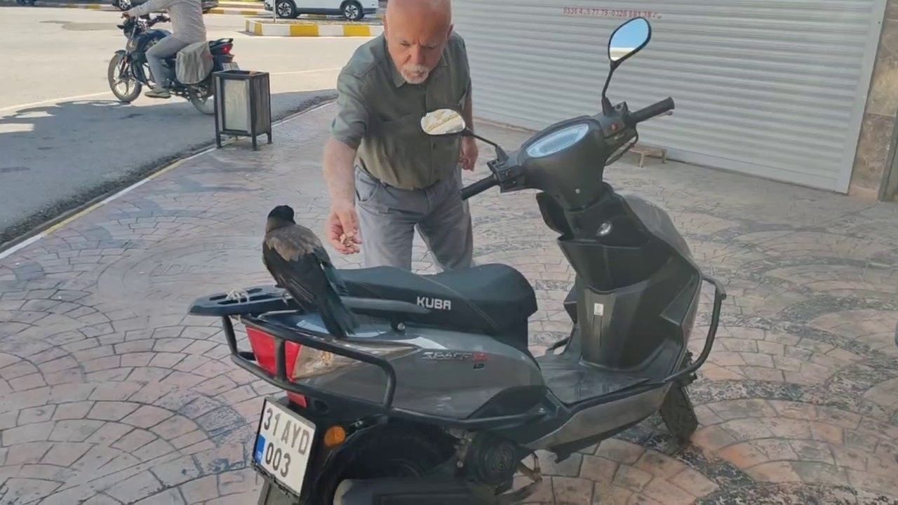 Erzin Atatürk Caddesi'nde Neşe Kaynağı Olan Karga Kayboldu (2)