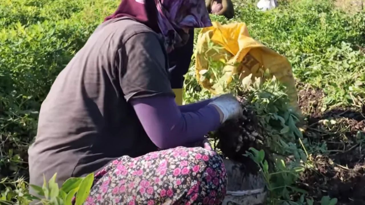 Fıstığın Başkentinde Festival Coşkusu 3. Osmaniye Fıstıkfest Başlıyor! (2)