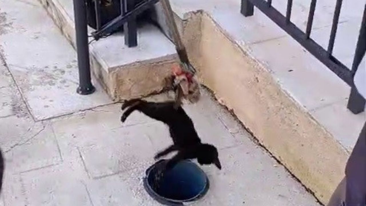 Hatay Reyhanlı'da Havalandırma Borusuna Düşen Yavru Kedi Nasıl Fark Edildi (2)